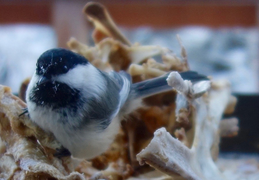 A black, white and gray chickadee perches in a collection of bones. Frost adorns feathers on its head.