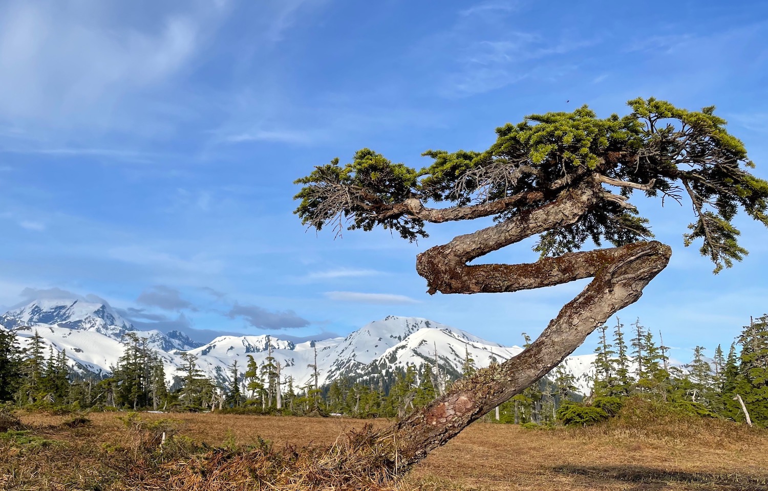 Ben Gaglioti, an ecologist at the University of Alaska Fairbanks, stands next to a mountain hemlock tree damaged in winter on the outer coast of Glacier Bay National Park in Southeast Alaska.