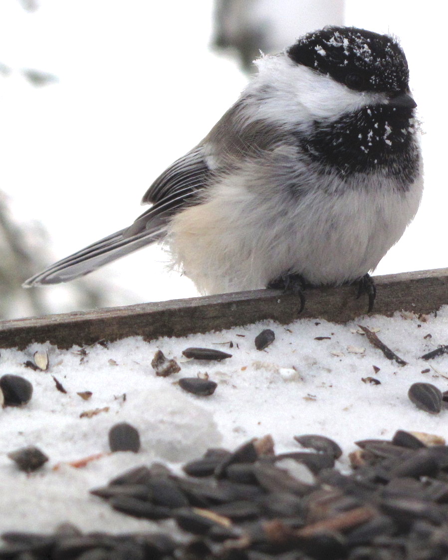 a black-capped chickadee perched on the edge of a feeder platform filled with snow and sunflower seeds