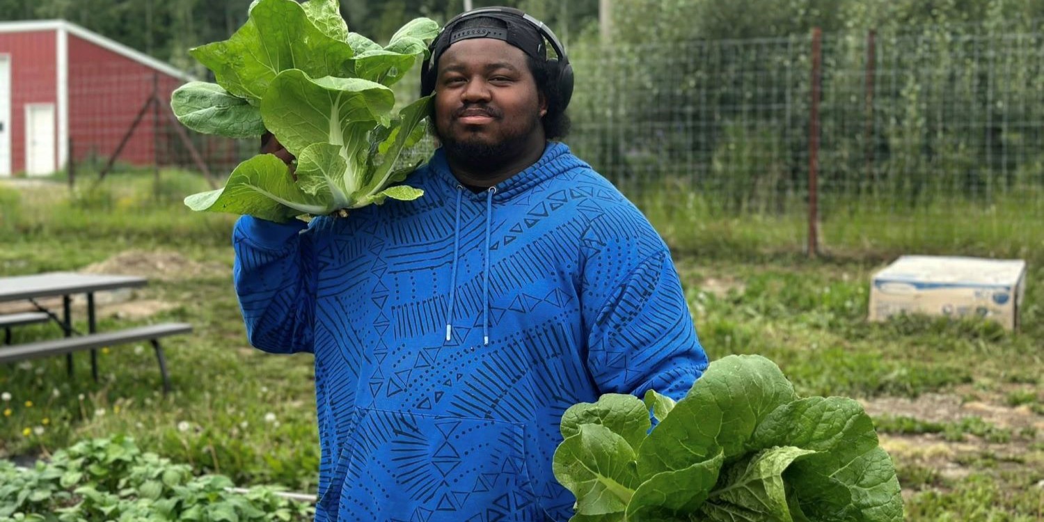 Student Chris Tolver harvesting lettuce at the Reindeer Garden.