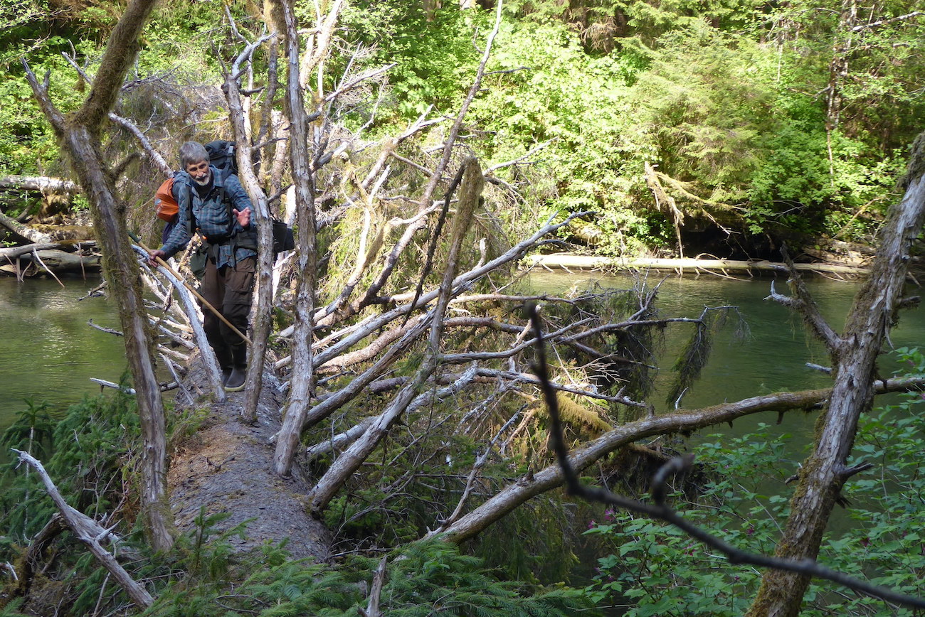 Lewis Sharman crosses a fallen Sitka spruce tree over Echo Creek just north of Lituya Bay in Southeast Alaska.