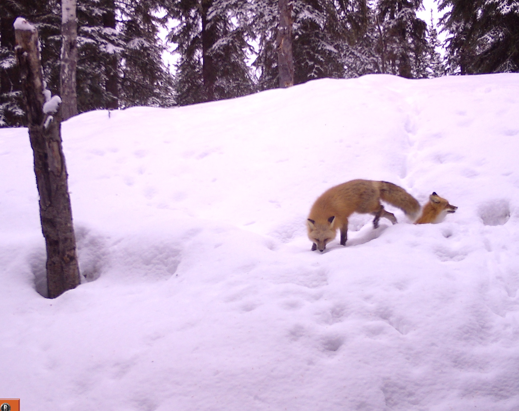 two red foxes in a snowy landscape, one sitting in a hole with only its head visible