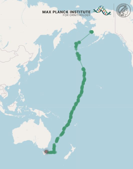 A map shows the track of a godwit flying from Alaska to Tasmania.