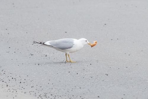 a seagull walks with a snack