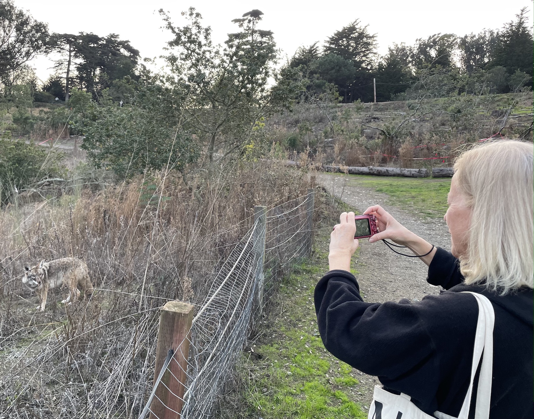 A woman taking a photo of a coyote in an urban trail landscape. They're only a short distance apart, separated by a low wire fence. 