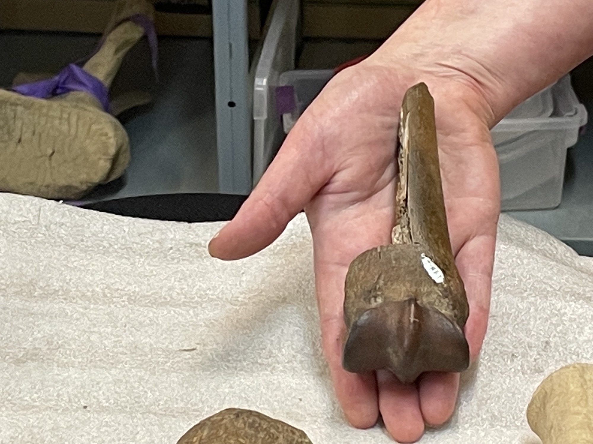 A woman's hand holds a 6-inch section of fossilized horse leg bone.