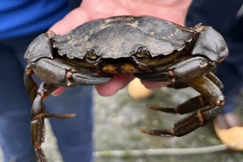 Close-up of a crab in a person's hand