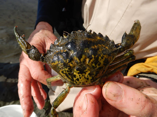 Close-up of a European green crab with dark green and yellow mottled shell held in two hands outdoors, showing its claws, eyes, and textured carapace.