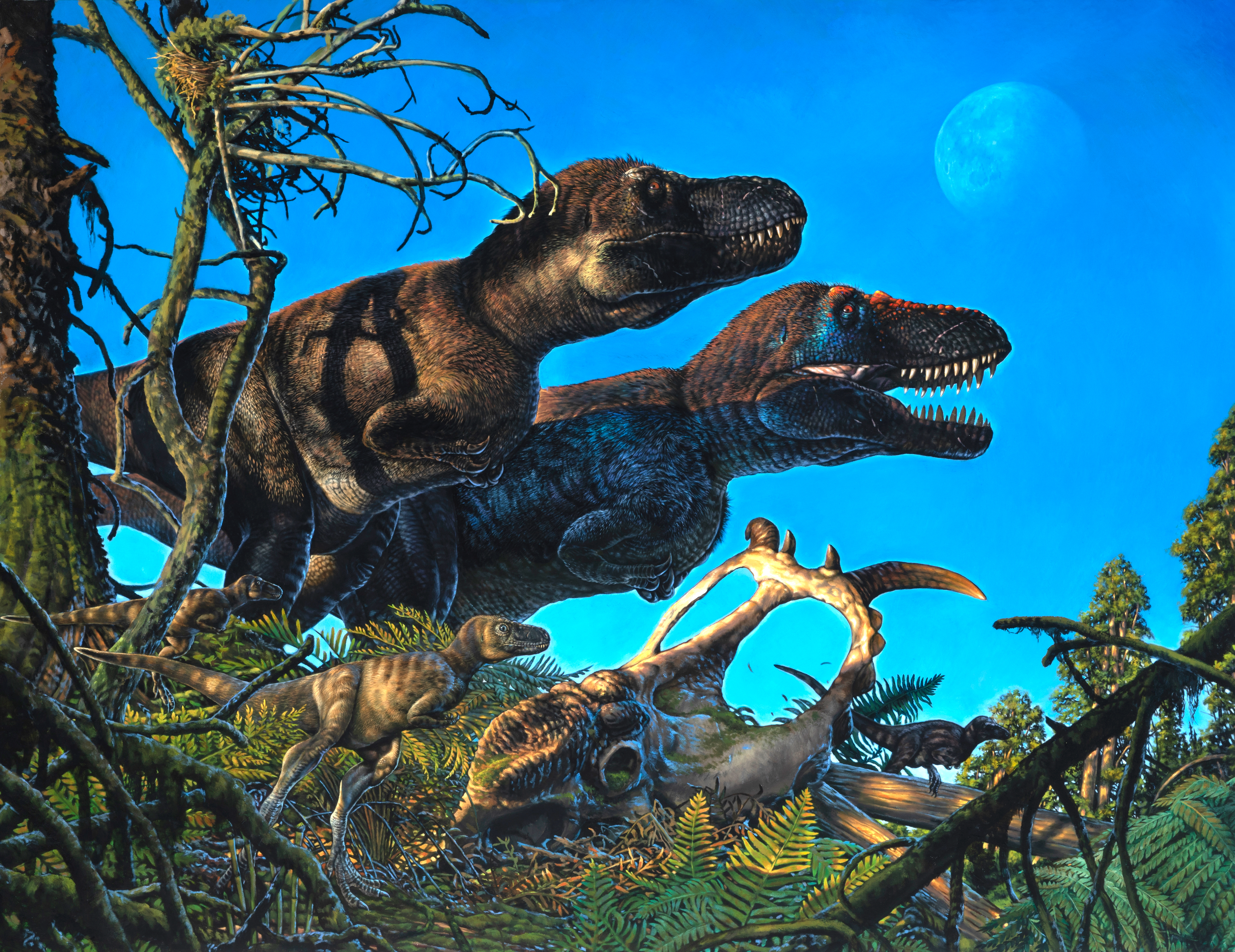 A painting of two nanuqsaurus dinosaurs with some smaller dinosaurs and the skull of a pachyrhinosaurus in the foreground.