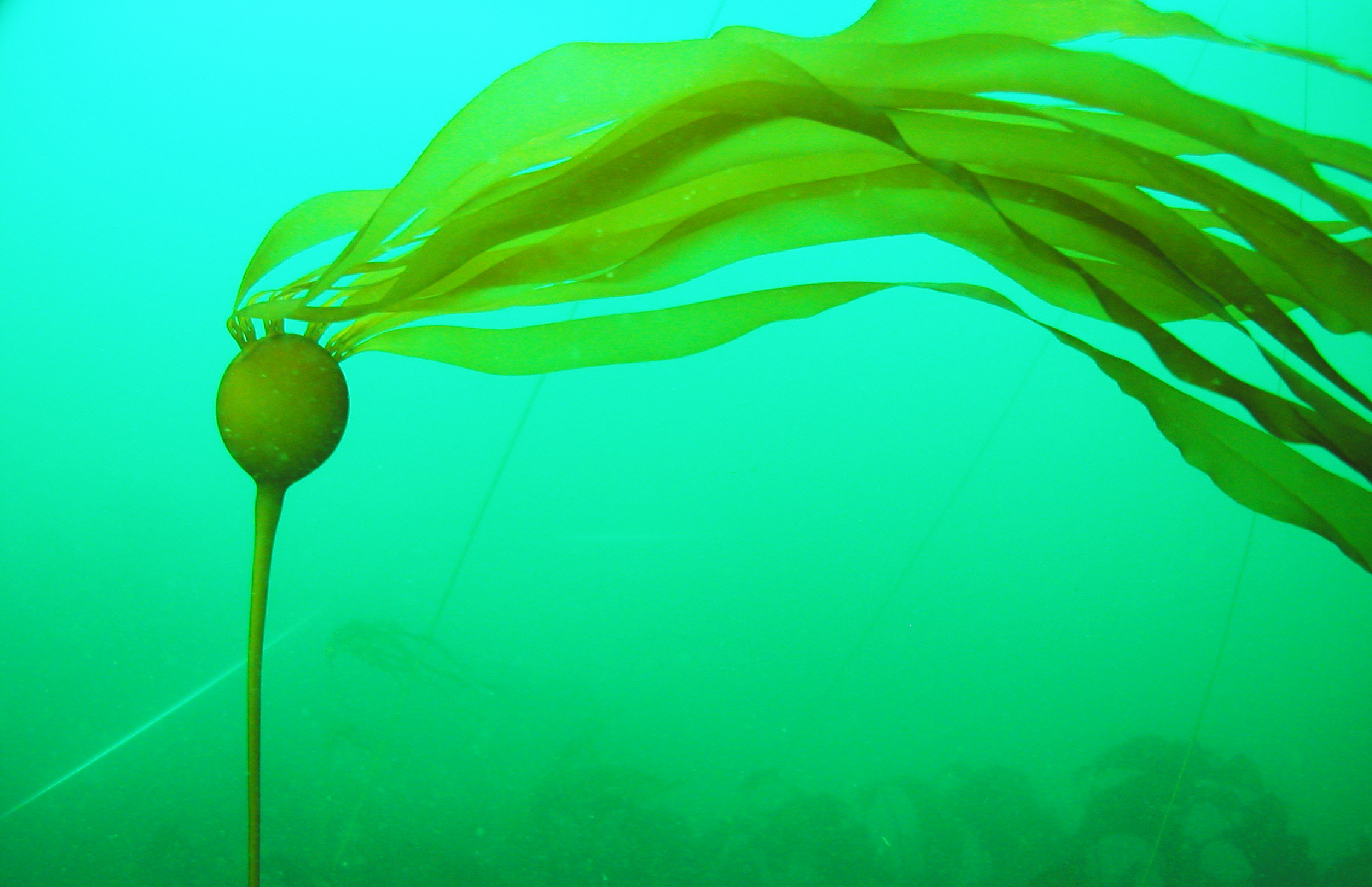 A stalk of bull kelp grows in Kachemak Bay.