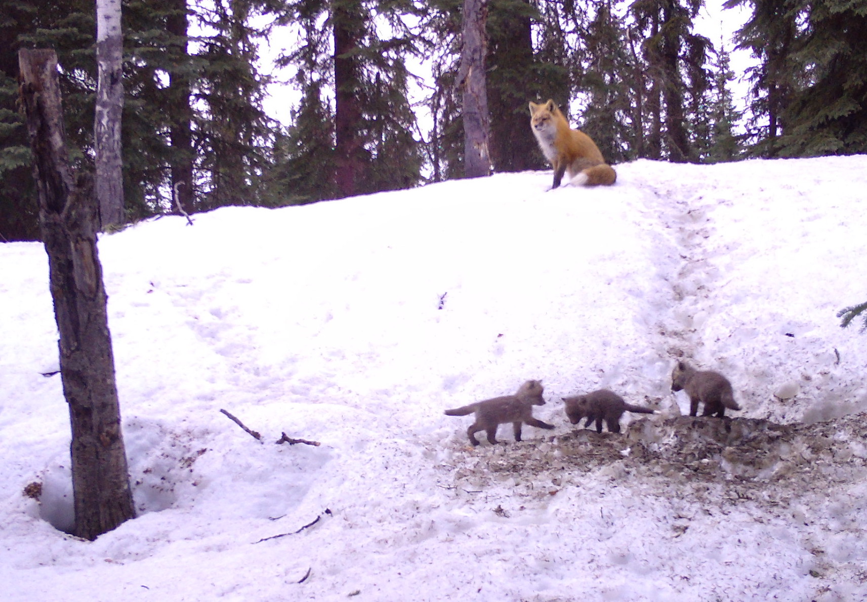 three fox kits play in front of the entrance to their den while an adult red fox sits uphill in a snowy lanscape