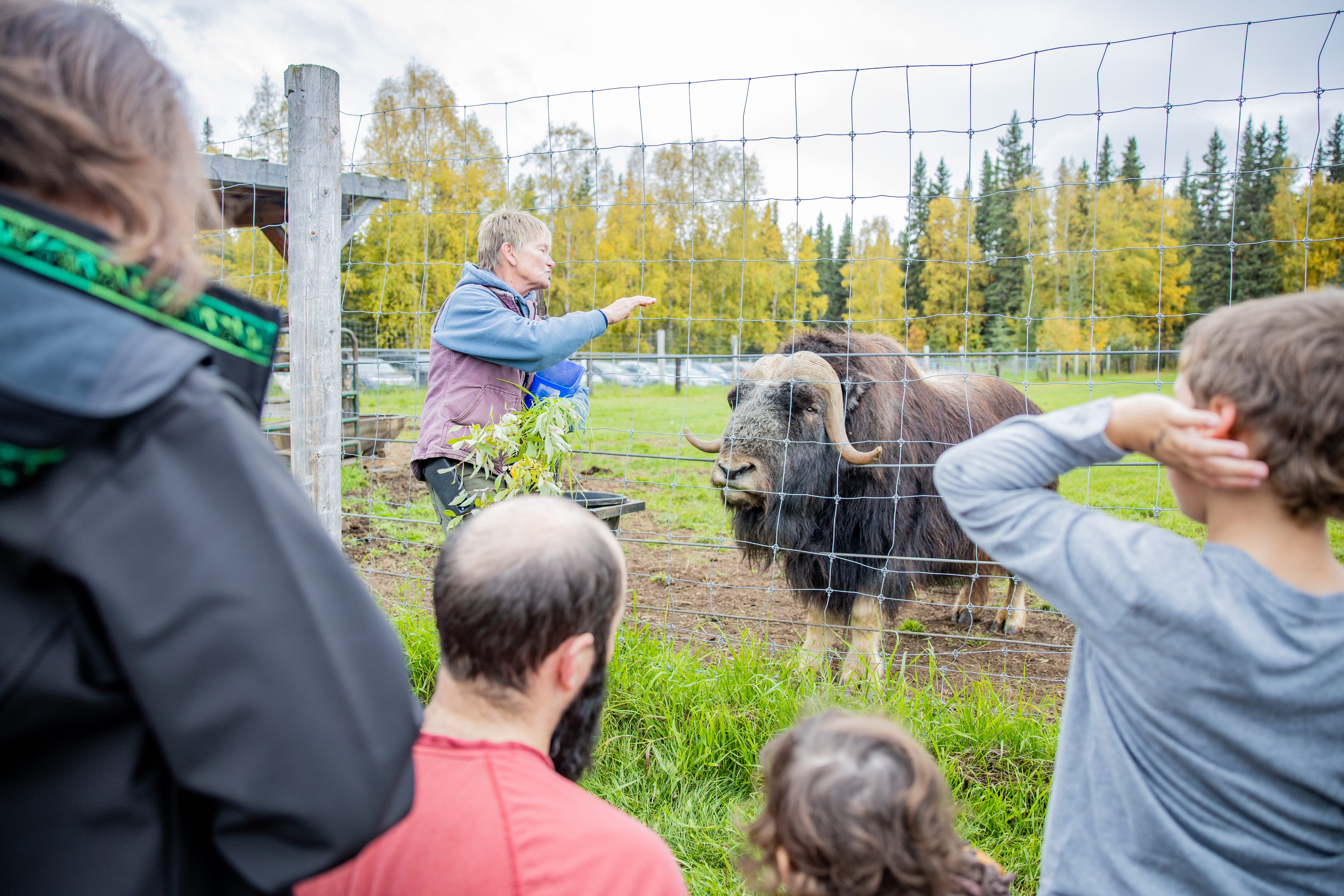 A musk ox stands on the other side of a wire fence. A woman holding greens gestures toward the musk ox, talking to a small crowd of onlookers with backs turned to the camera.