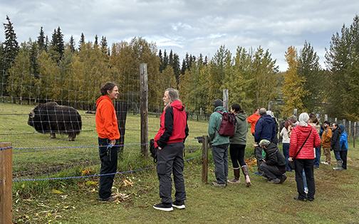 Guests learn about muskox from a Large Animal Research Station tour guide.