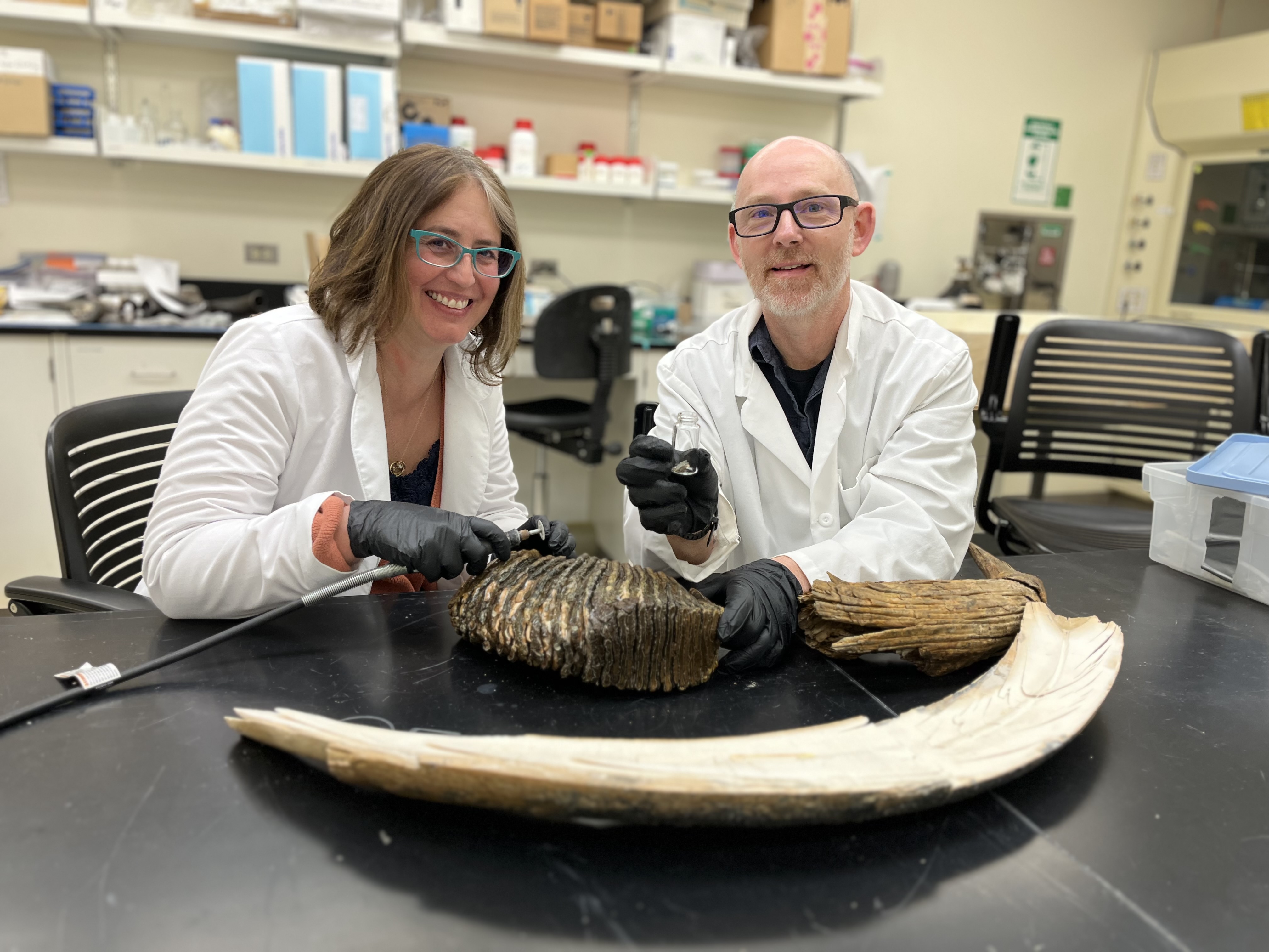 A large fossilized tooth sits on a laboratory table in front of a man and woman wearing white lab coats and black rubber gloves. The woman holds a drill and the man holds a specimen bottle.