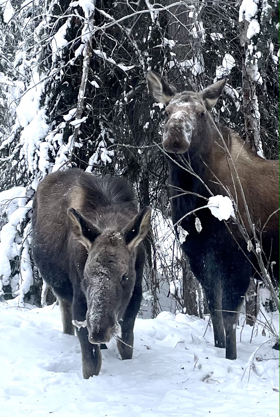 two moose in deep snow browsing on brush