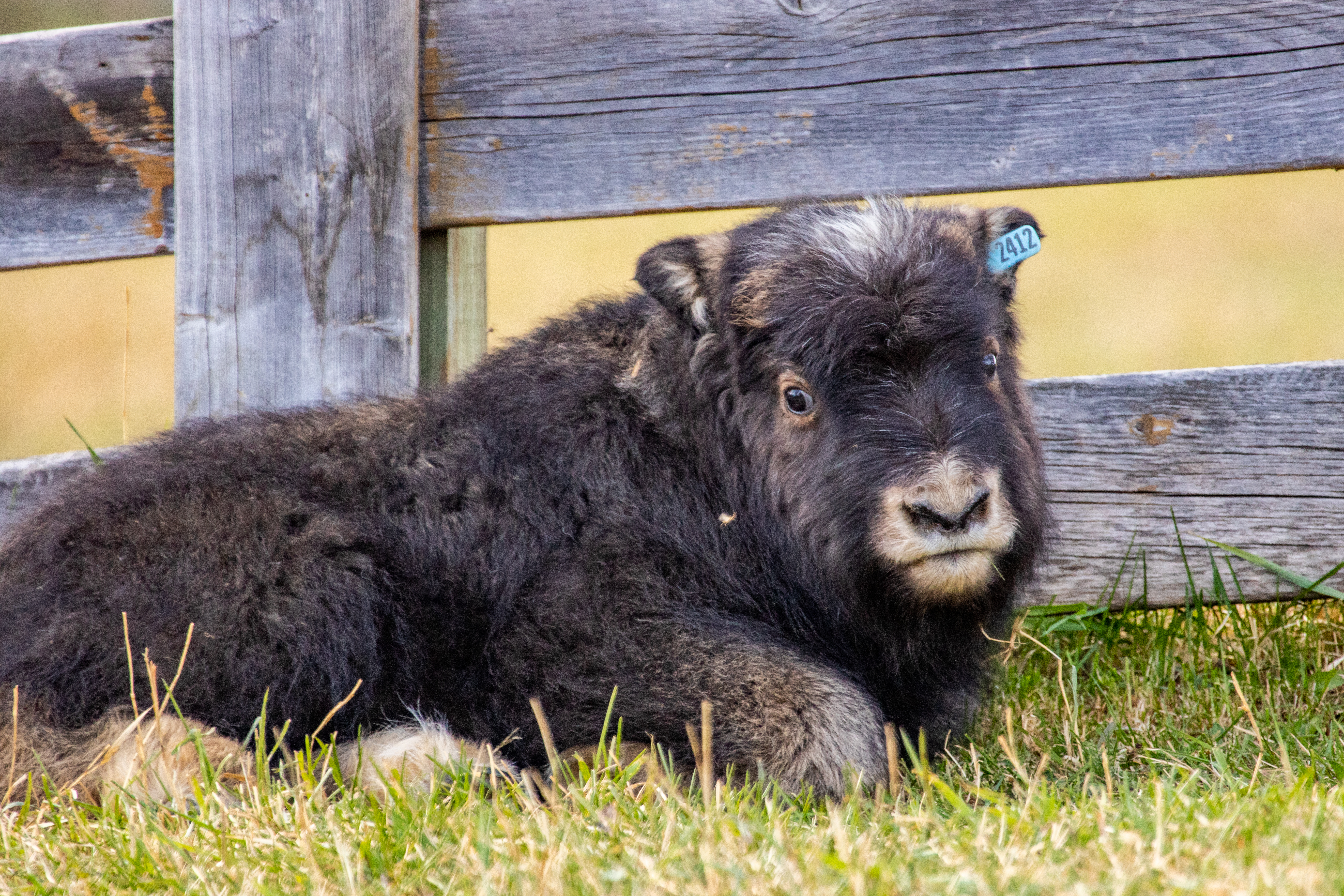 a musk ox calf lying down and looking at the camera