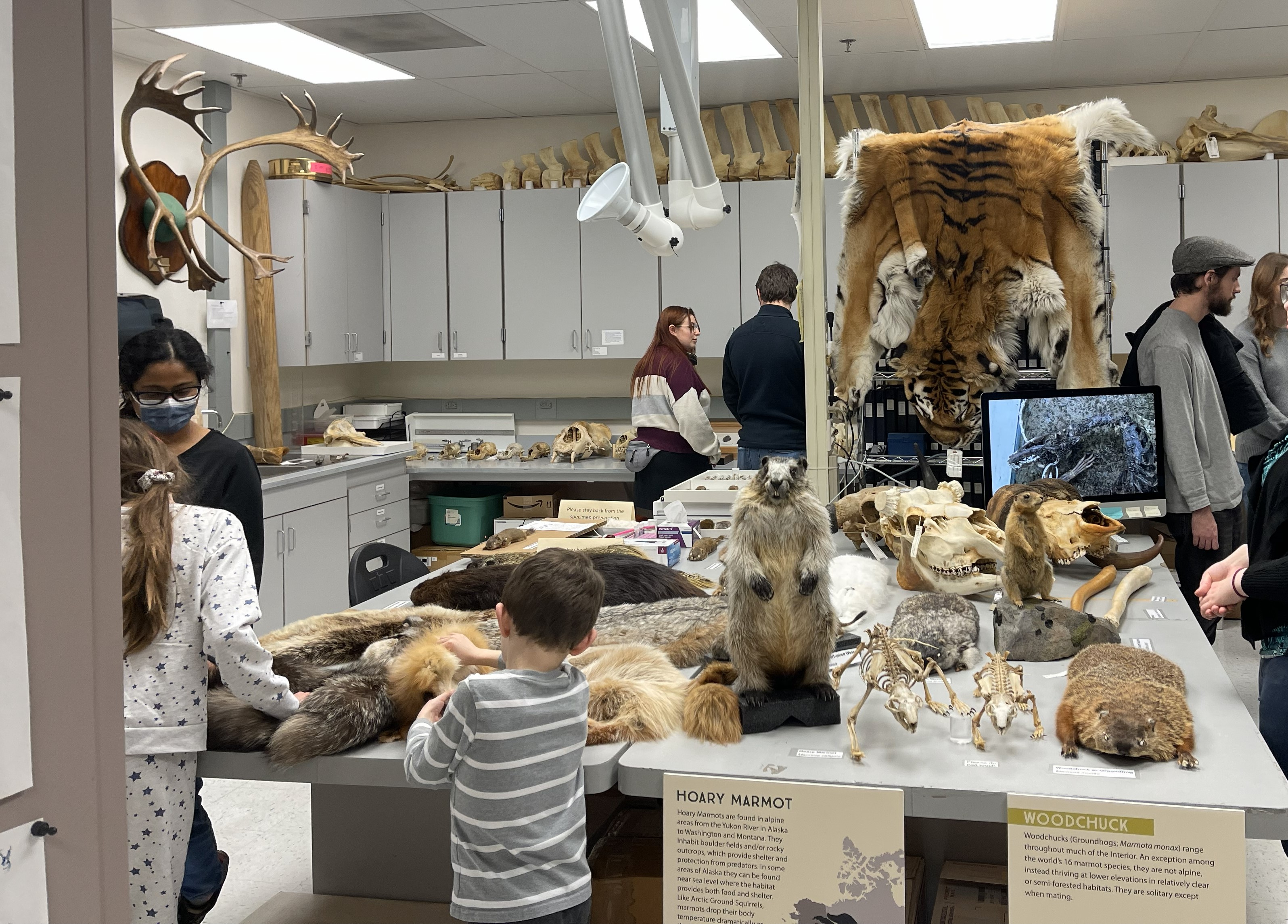 Children and adults look at and touch specimens in a laboratory room. A large table in the center of the room holds taxidermied mammals, furs, skeletons and skulls, and a tiger skin, caribou antlers and the vertebrae of a large animal are displayed around the room.