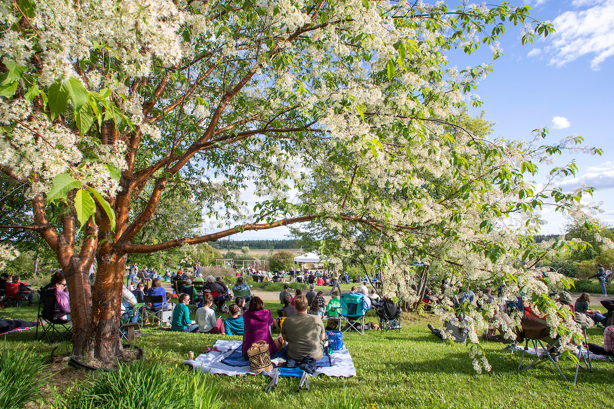 Dozens of people seated on the grass, many under a large flowering tree, at an outdoor concert. 
