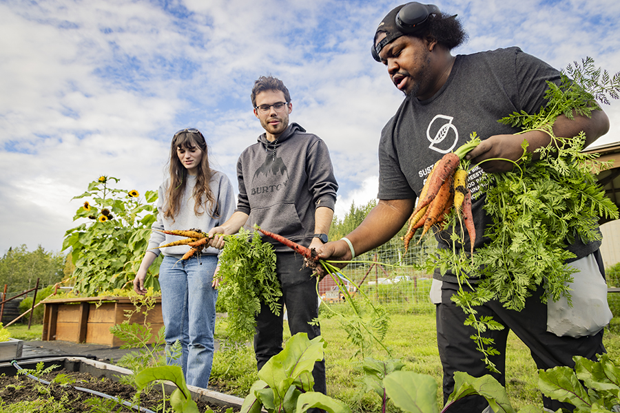 Three people harvest carrots from a raised garden bed.