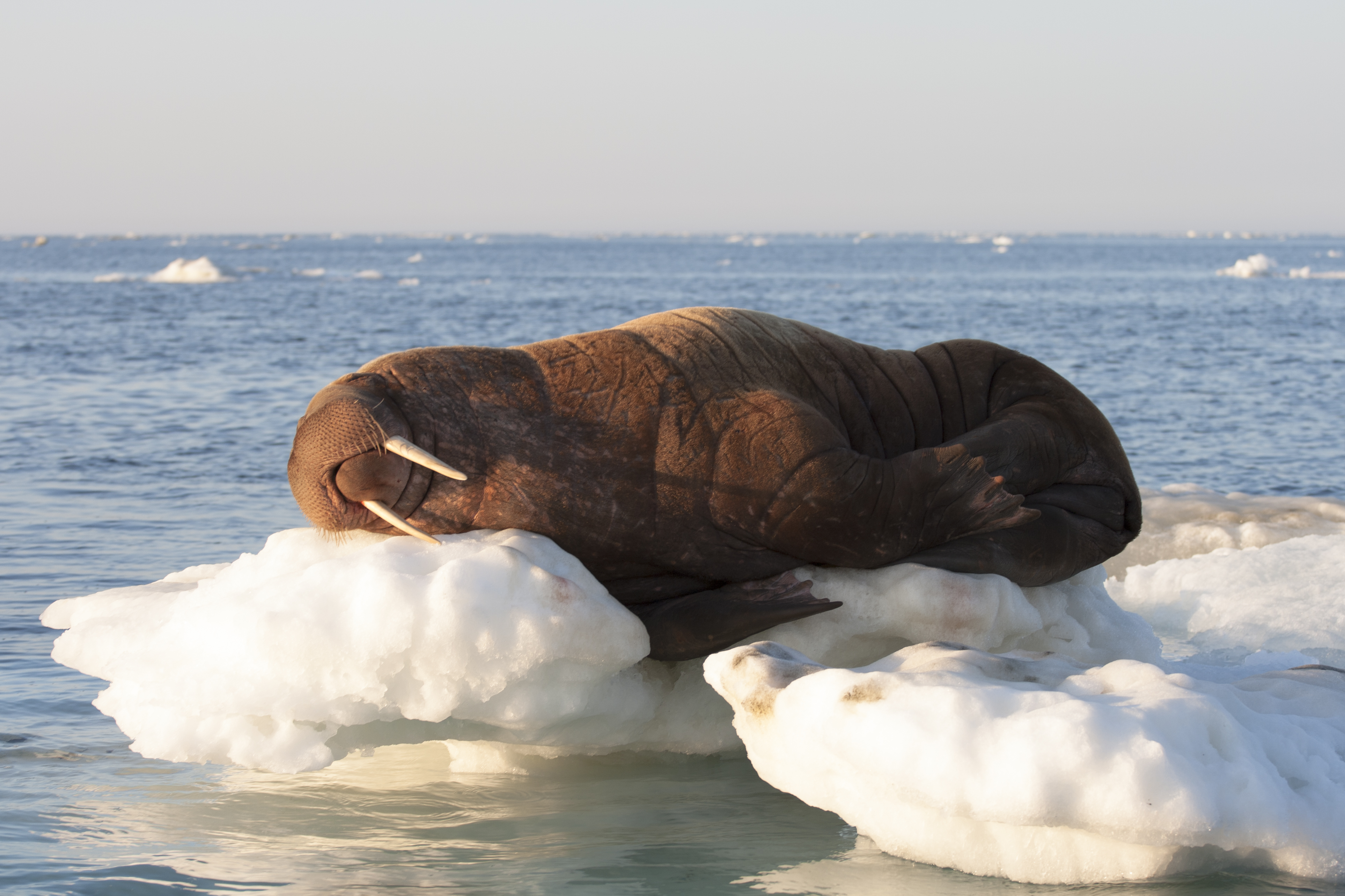 a female Pacific walrus rests on sea ice in the Bering Sea