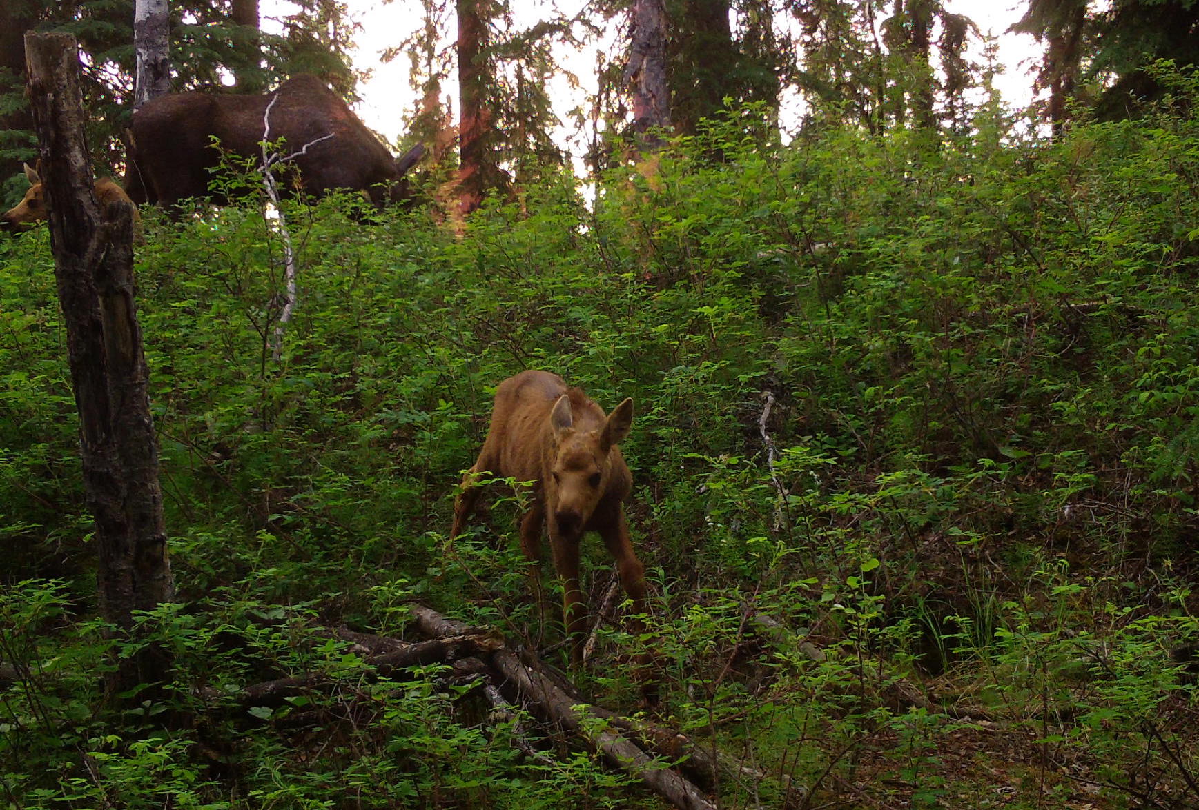 a newborn moose calf in a landscape of green bushes