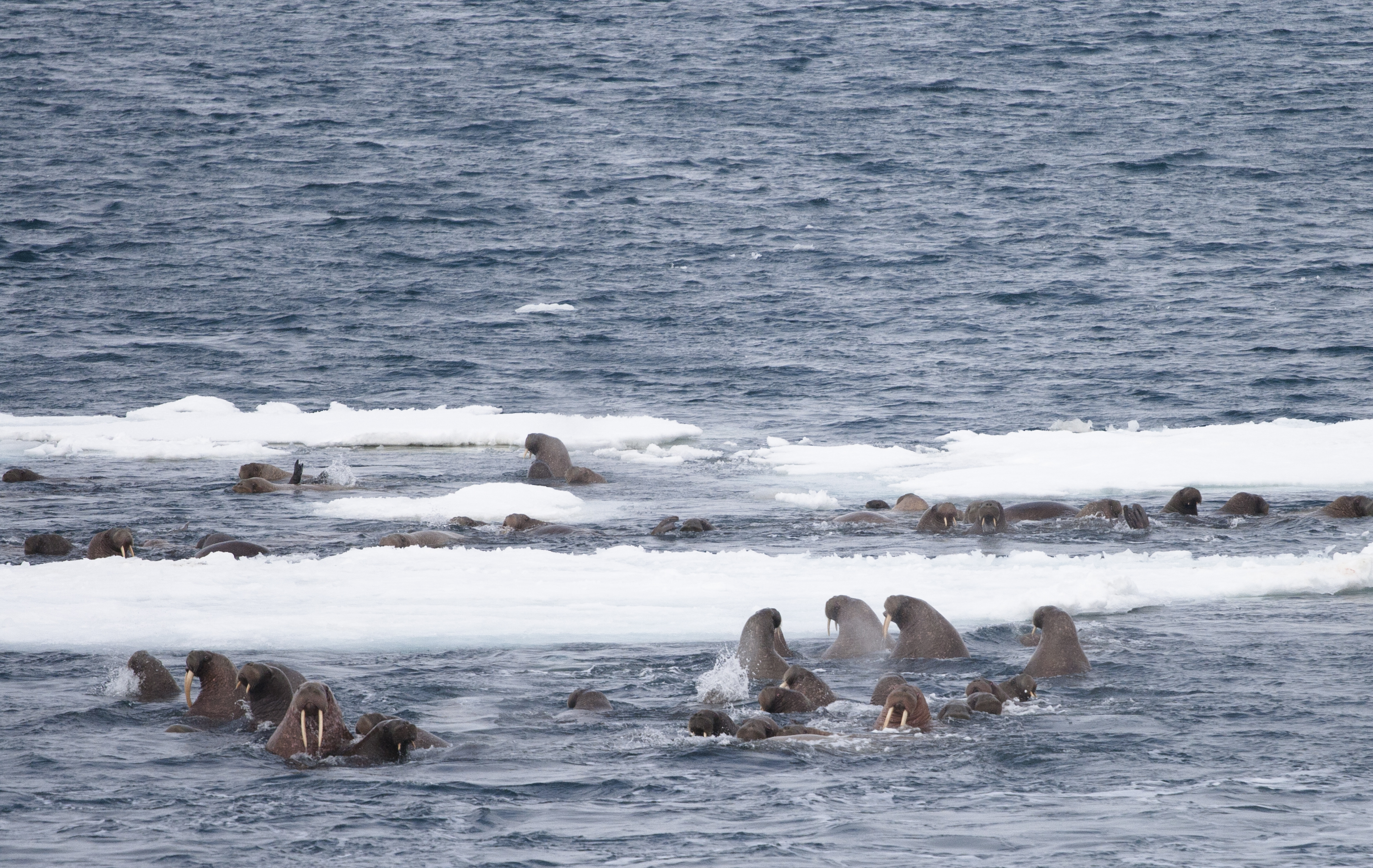 a gathering of Pacific sea walruses congregating near sea ice in the Bering Sea