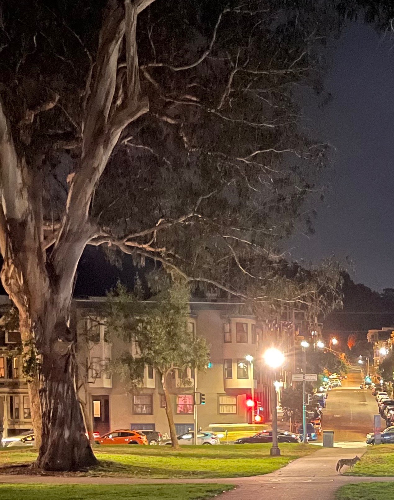 A coyote stands on a sidewalk in an urban green space with a huge tree, surrounded by apartment buildings and streets.