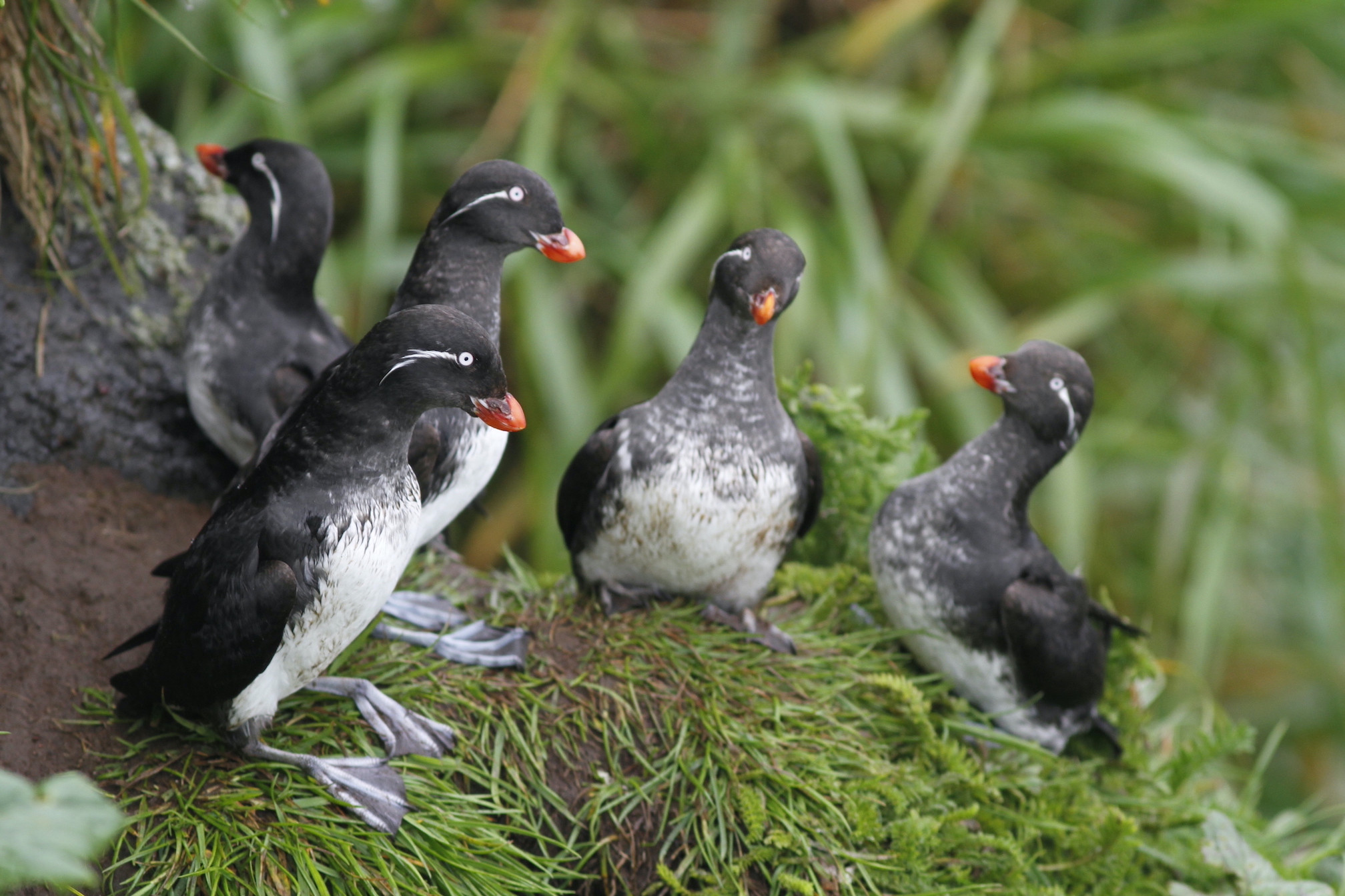 Seabird deaths part of Arctic Report Card UAF news and information