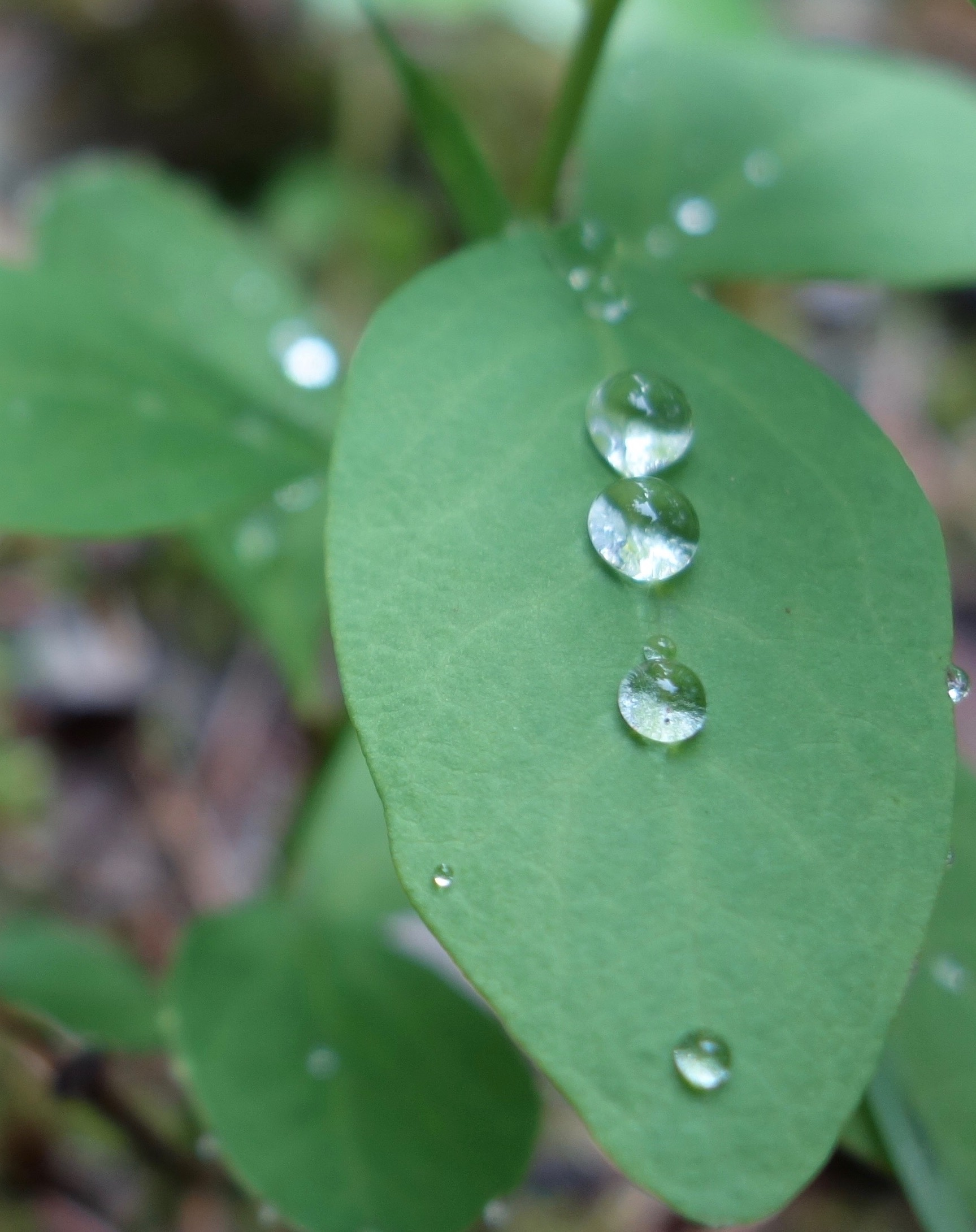 Drops of water rest in a line down the center of a green leaf.