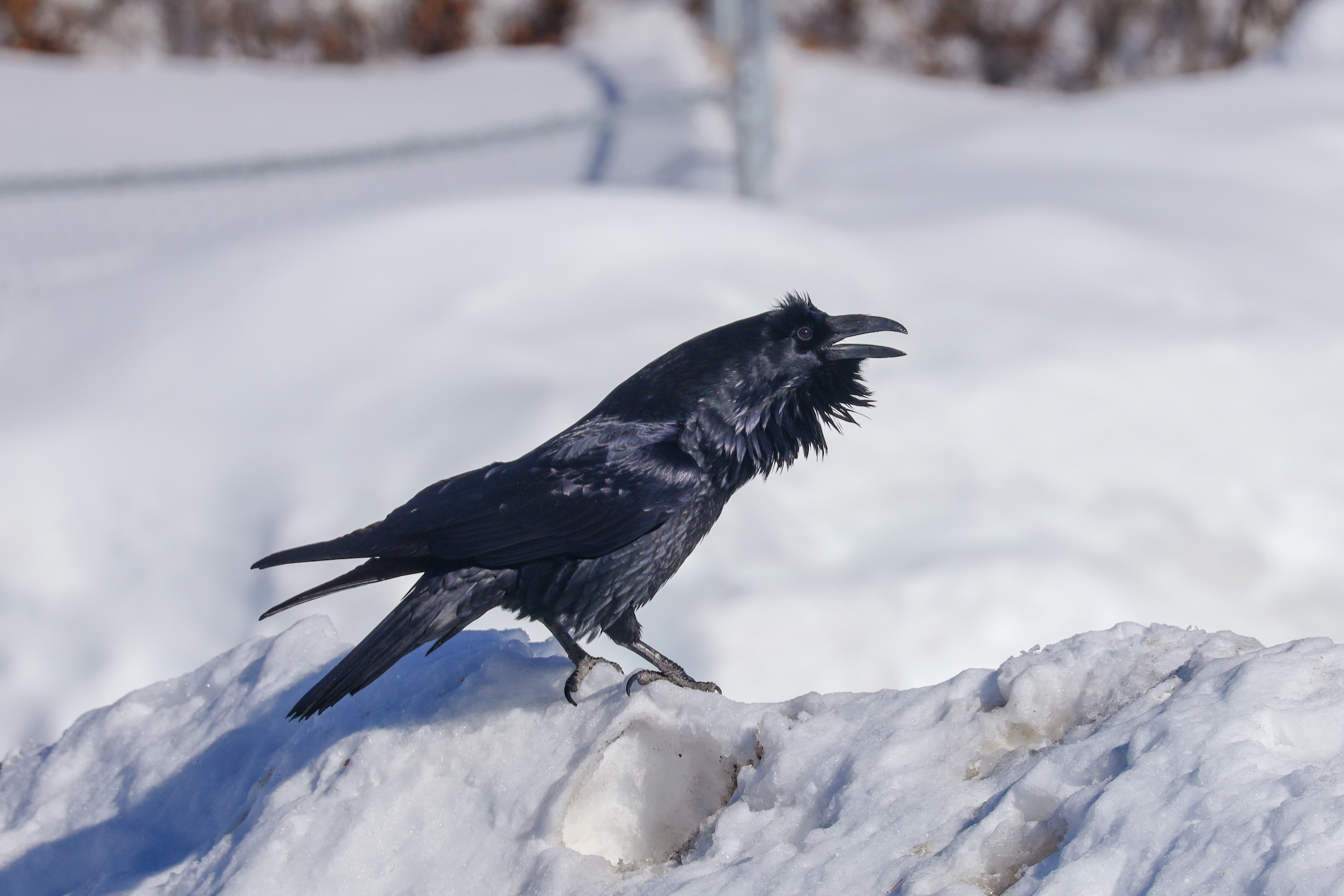 A raven calls while standing on a snowbank.