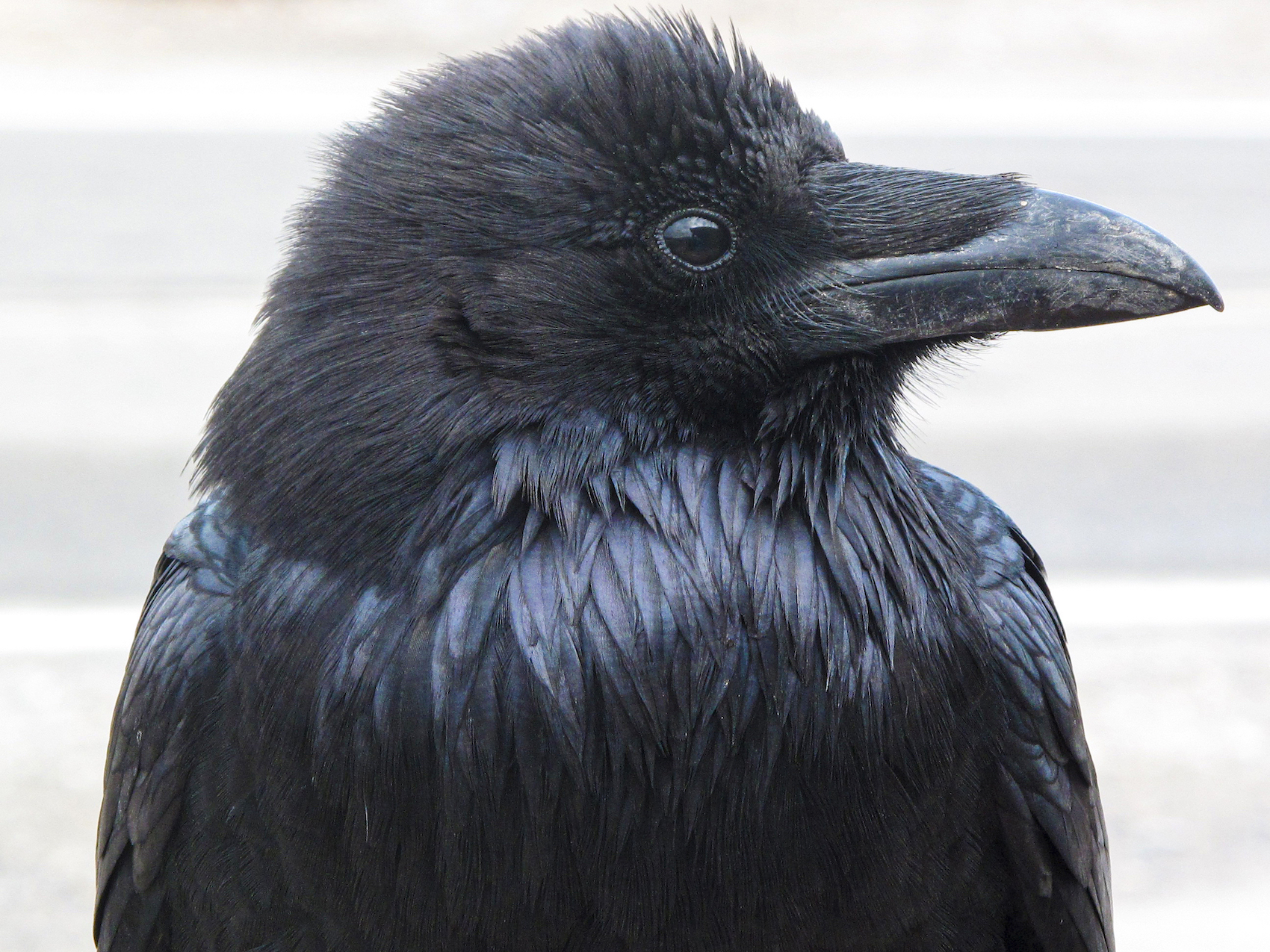 A raven's head is seen in a side profile with a white background.