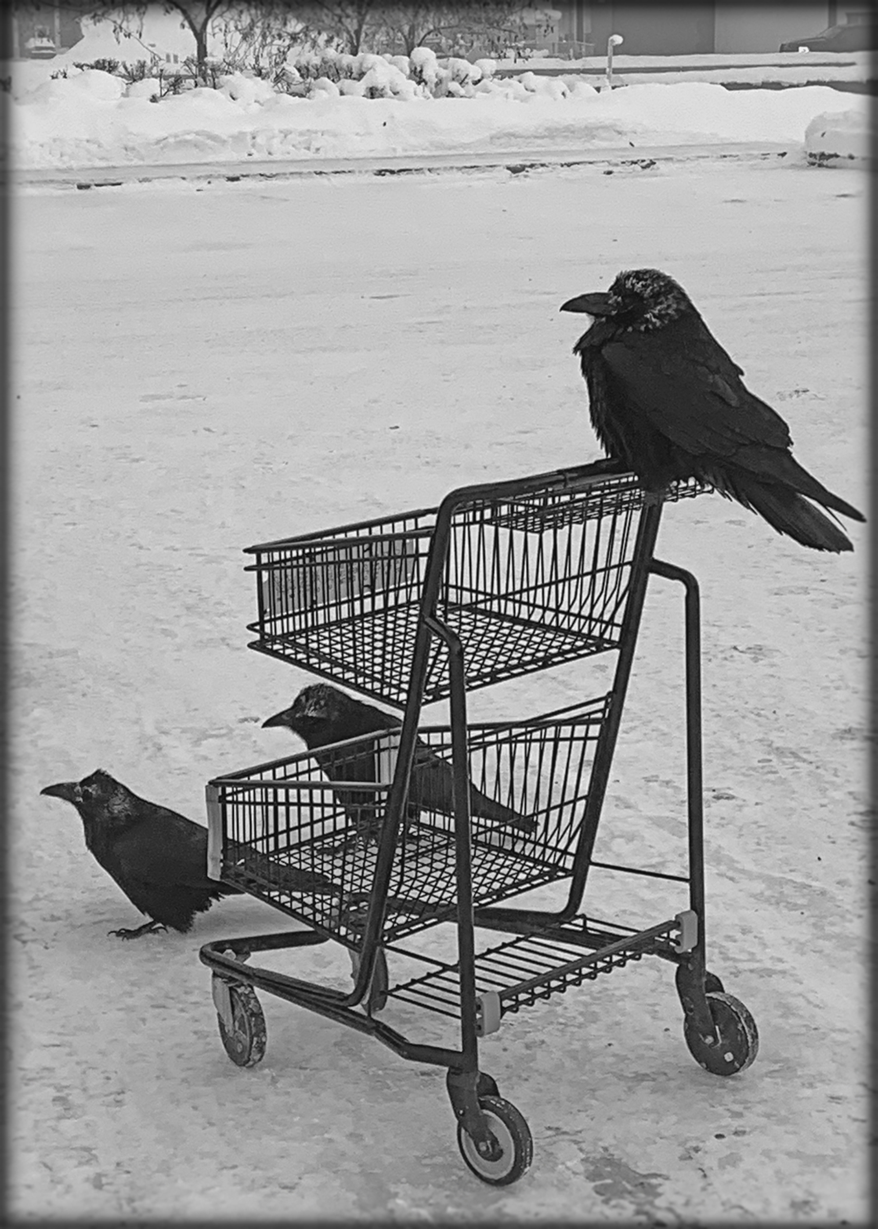 a raven sits on the handle of a small shopping cart in a snowy parking lot, with two more ravens on the ground beside it