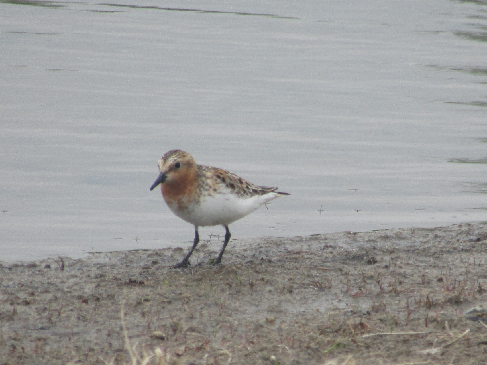 A bird walks along a muddy shoreline.