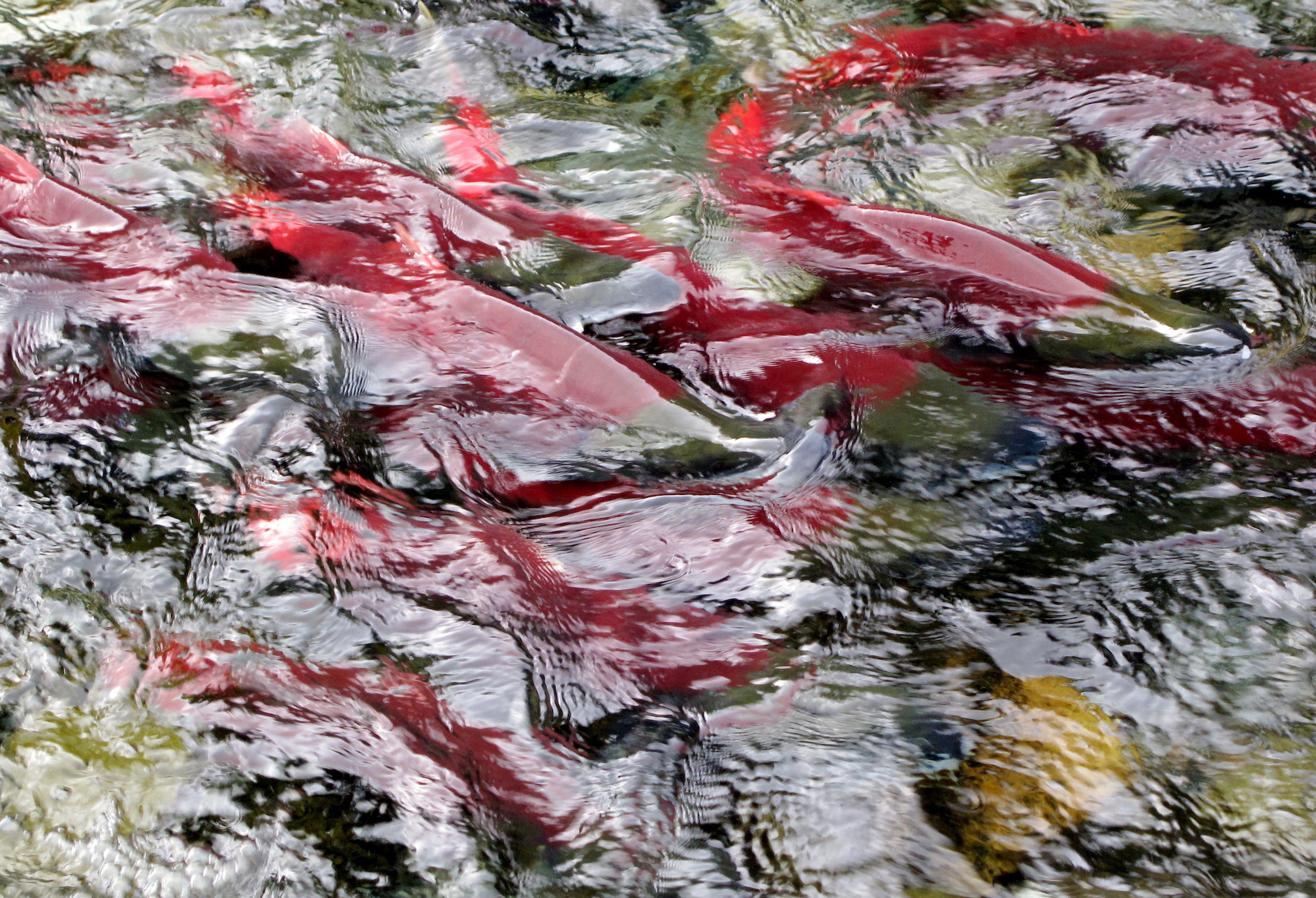 Red salmon gather at a Gulkana Hatchery fish weir