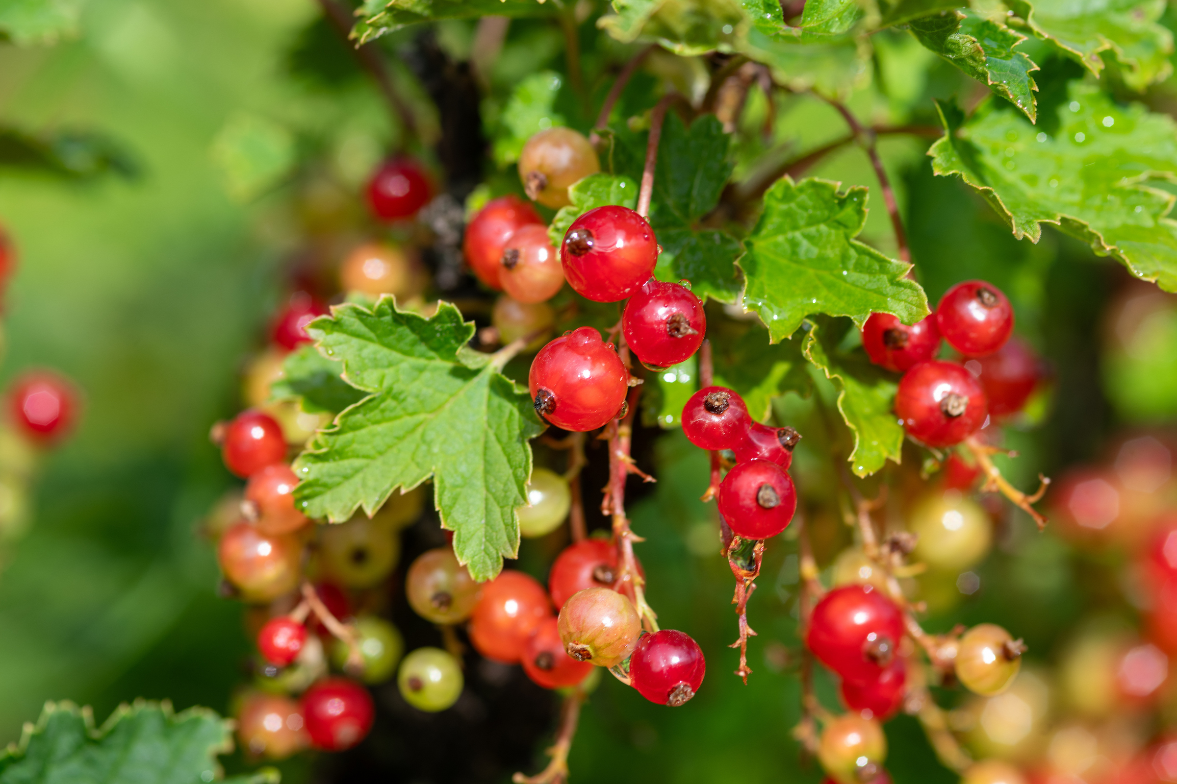 Red currants grow on a bush at the Georgeson Botanical Garden in Fairbanks in July 2026.