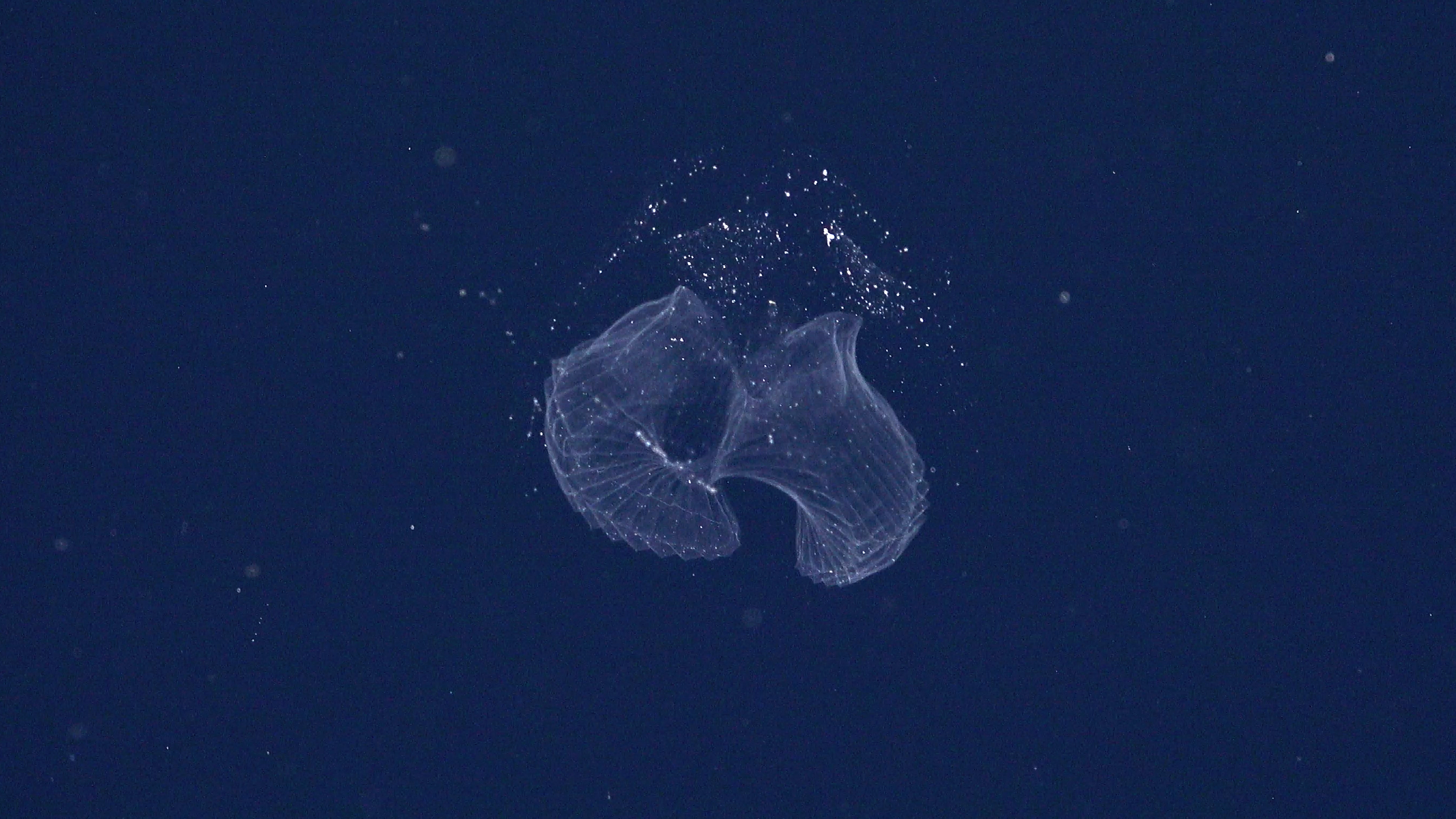A larvacean drifts in the midwater in an image recorded by a remotely operated vehicle. 