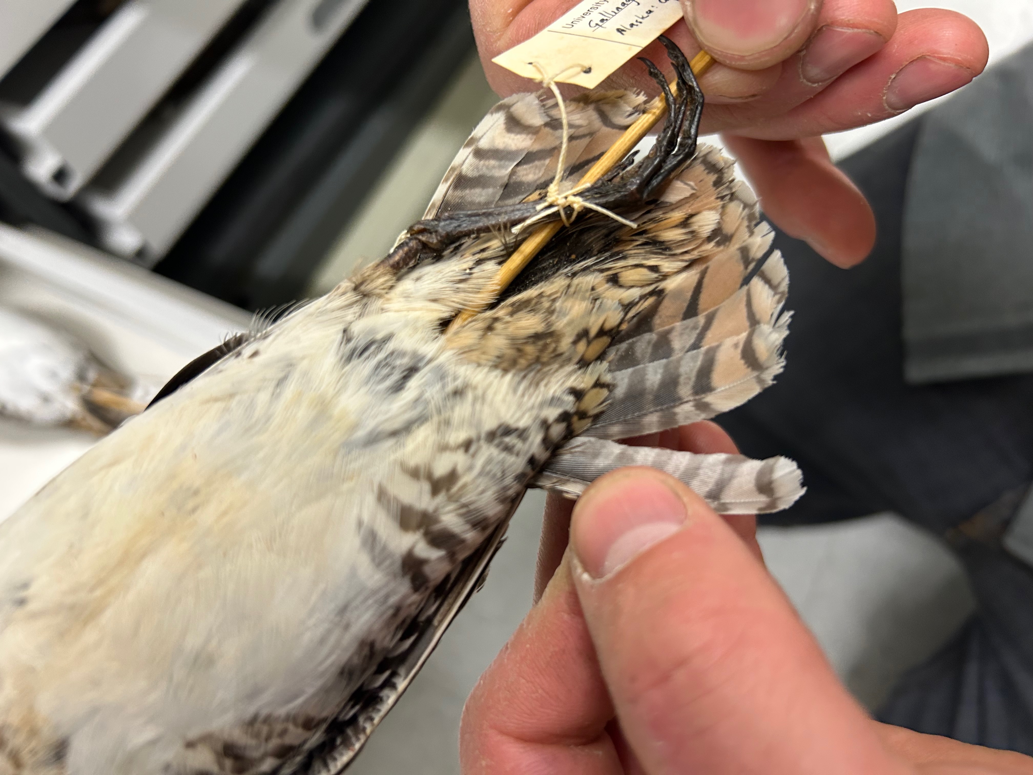 A close shot of two hands holding a tagged bird specimen, drawing attention to the outer tail feather.