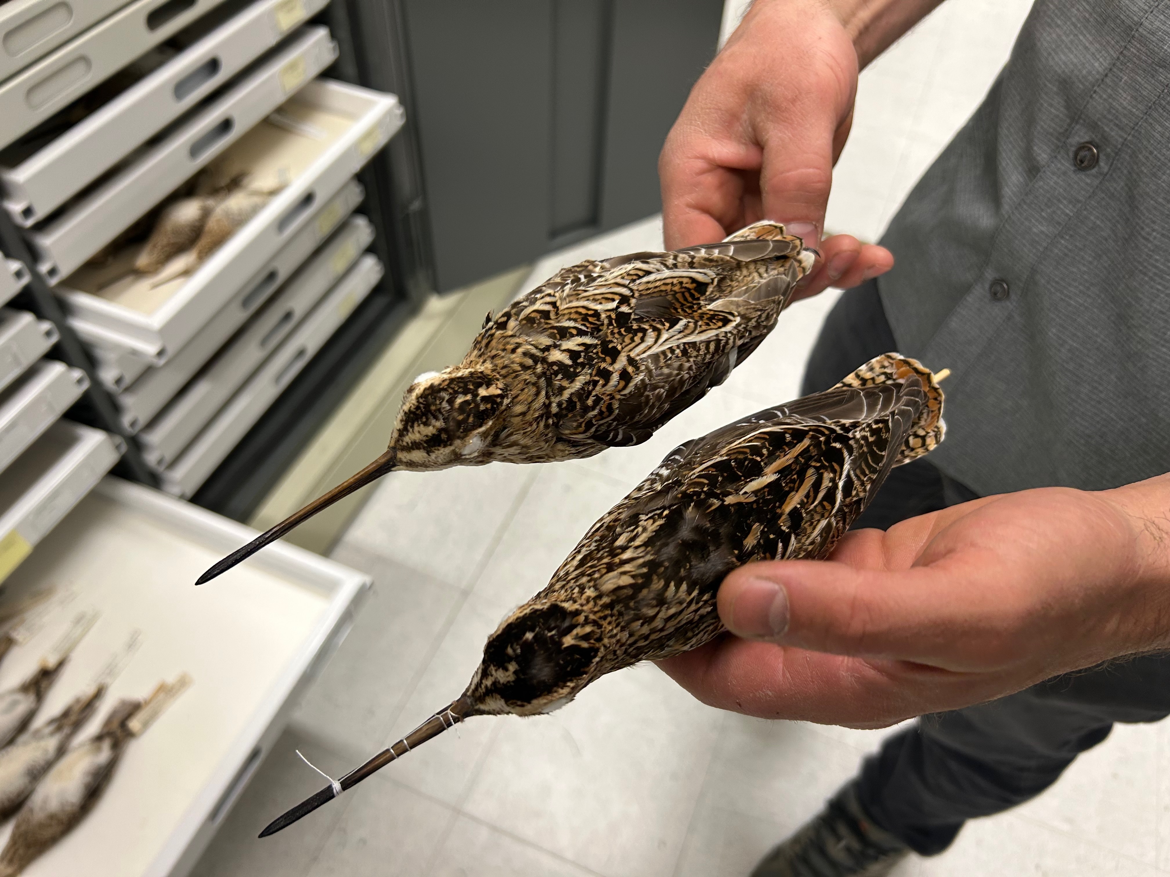 Specimens of a Wilson's snipe and a common snipe held side by side.