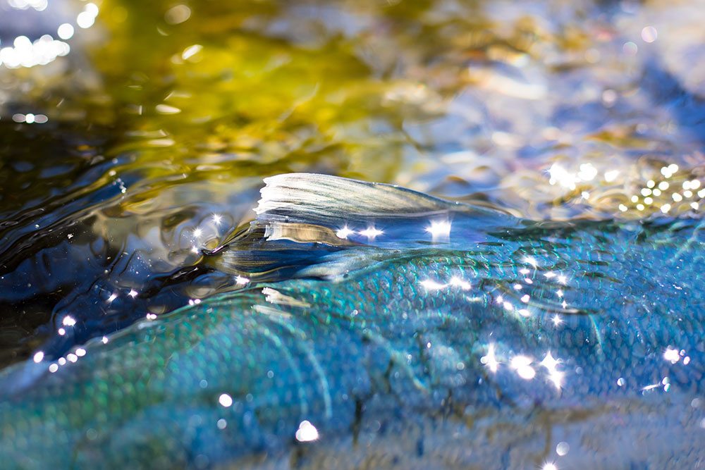 Closeup photo of a sockeye salmon first returning to a river after years at sea with a bright blue-green back and flash of pure silver on its belly.