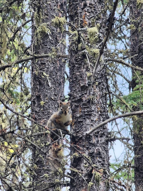 A brown squirrel sits in a tree.