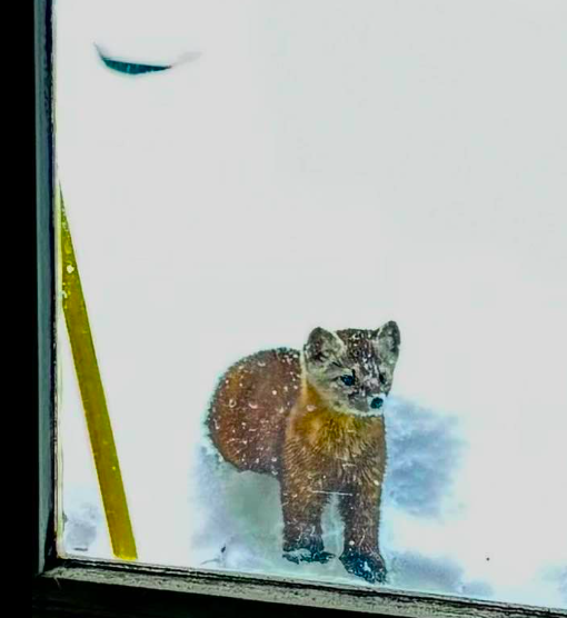 Seen from inside a room, a marten peers into a window.