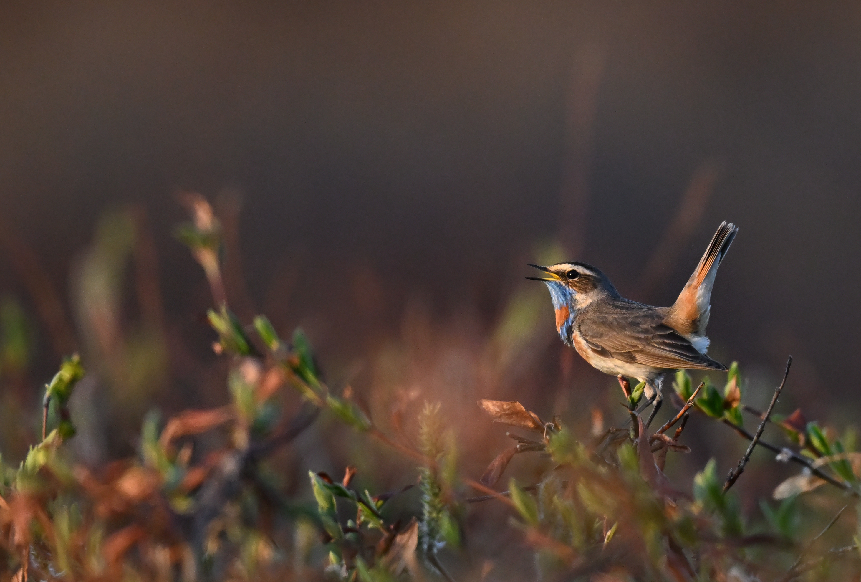 A bluethroat perched on a willow shrub with leaves just emerging