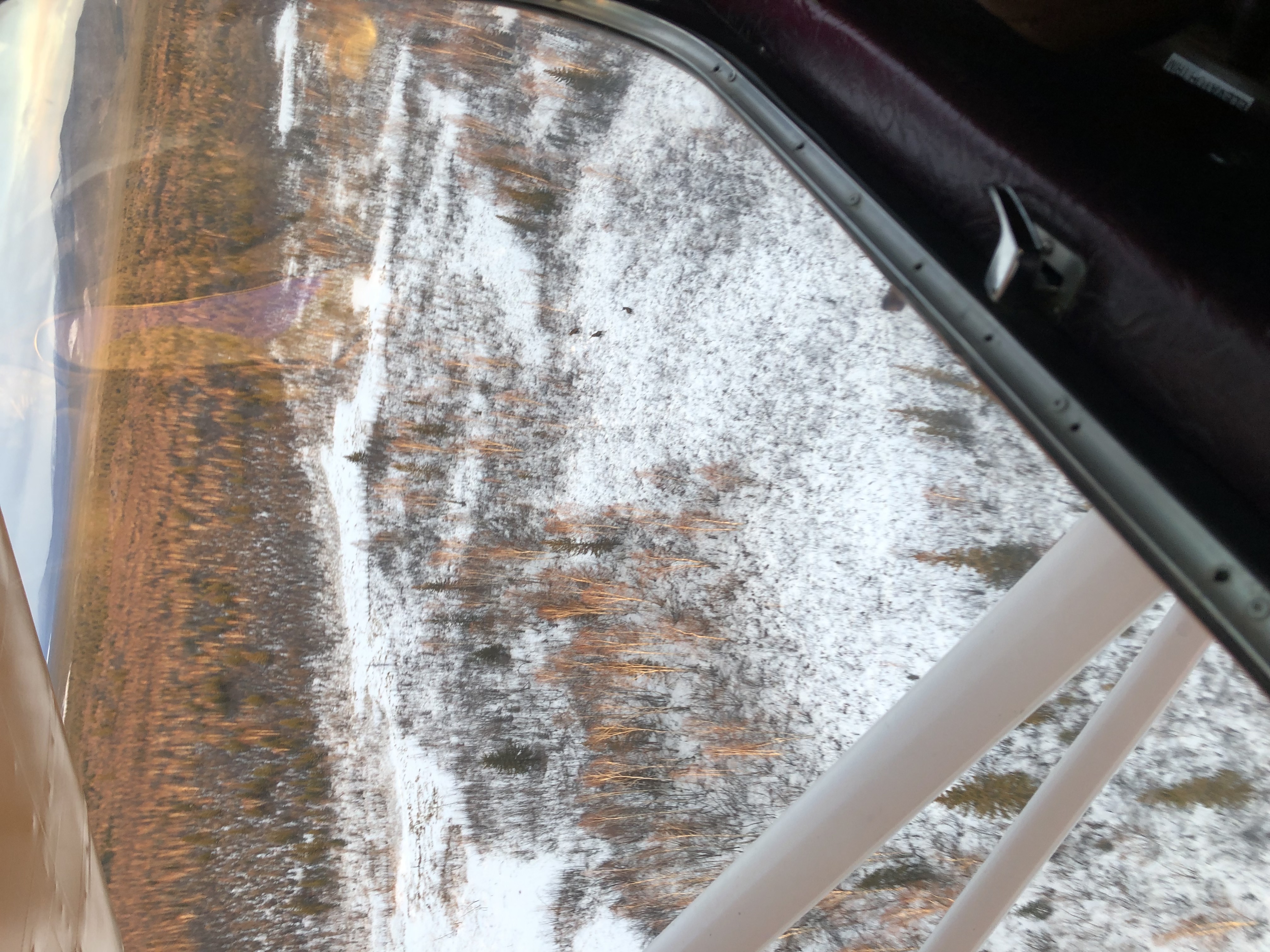 Three moose standing in an open area are viewed through the window of a small plane.