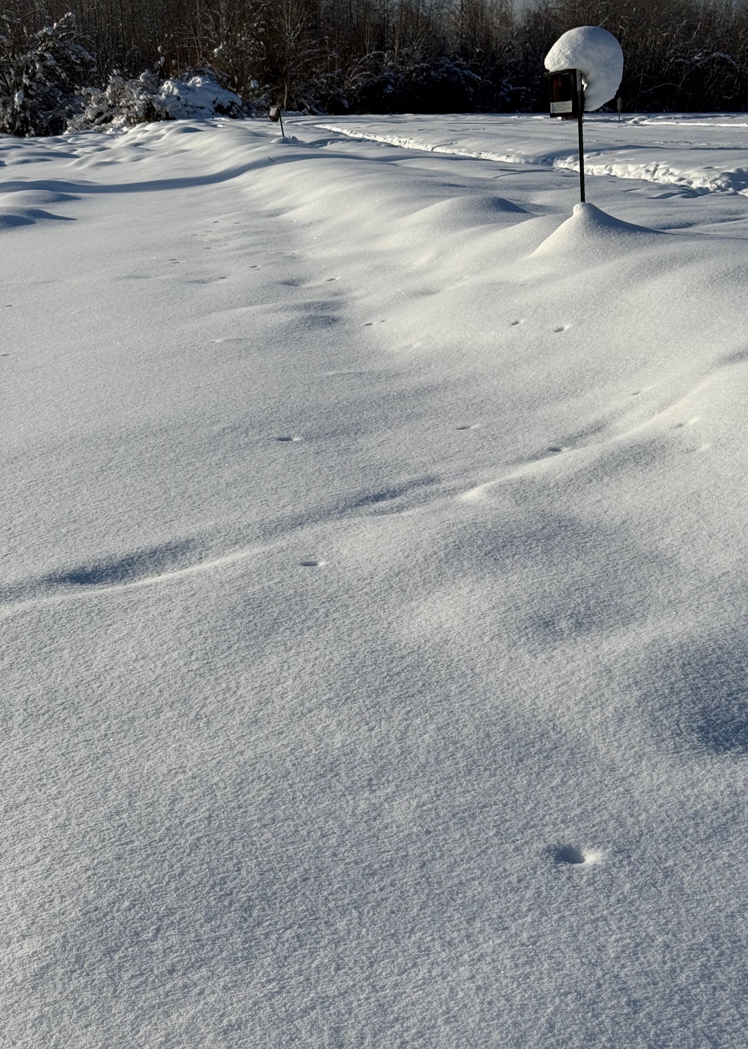 Vole vent holes dot a snow-covered landscape.