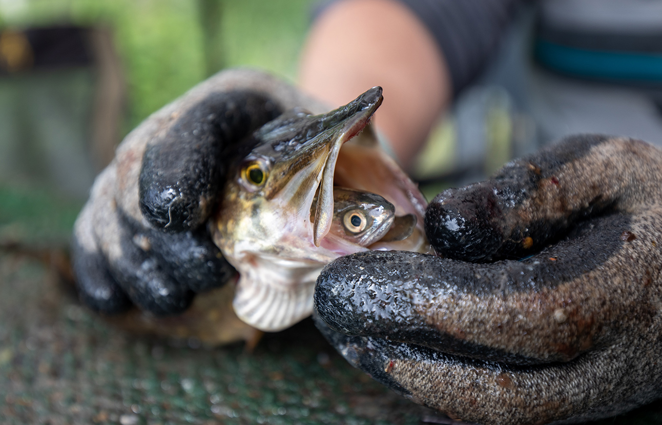 A person holds a northern pike with gloved hands. A juvenile coho salmon is inside the pike's mouth