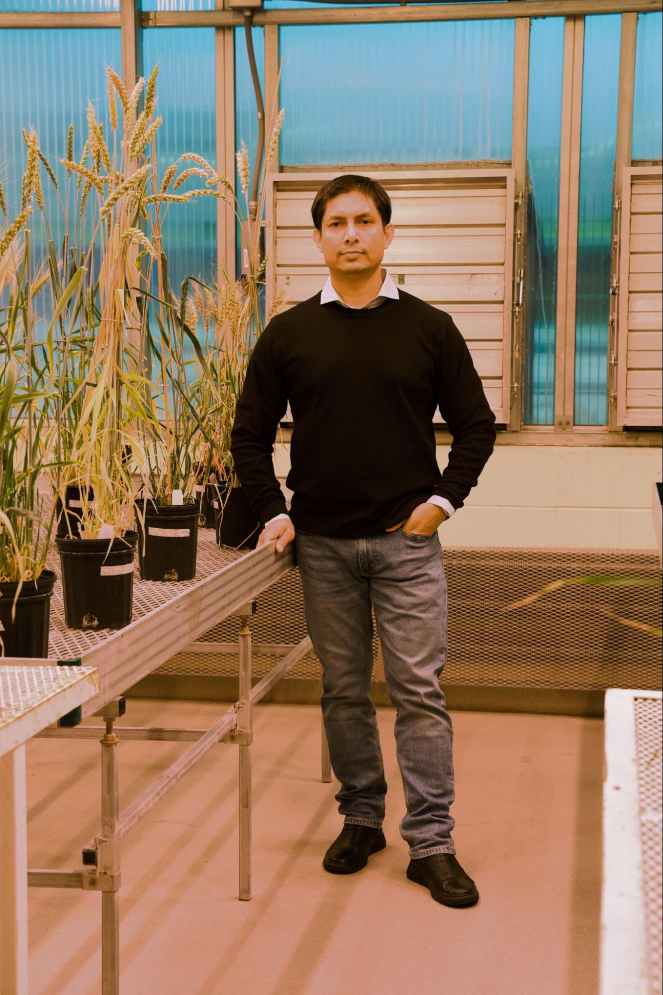 A man stands in a greenhouse next to pots of wheat and barley.