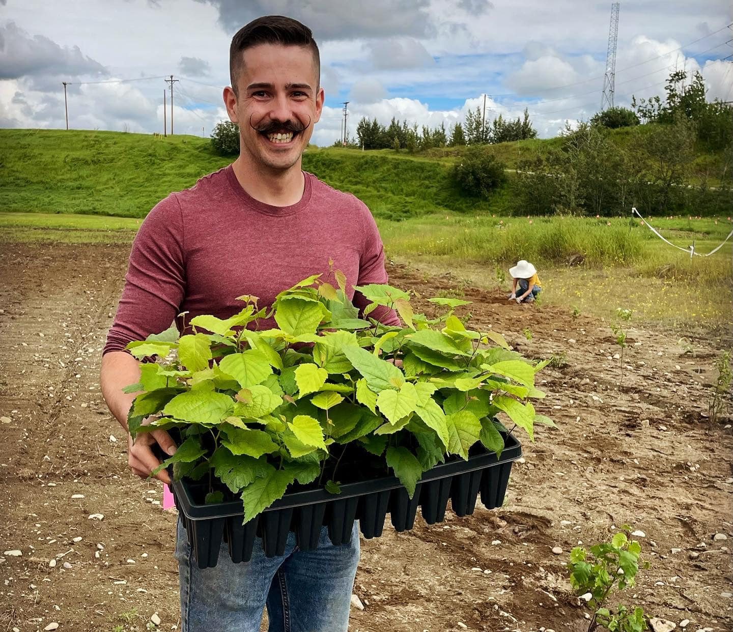 A man, Josh Smith, stands in the middle of a field holding a tray of hazelnut tree seedlings