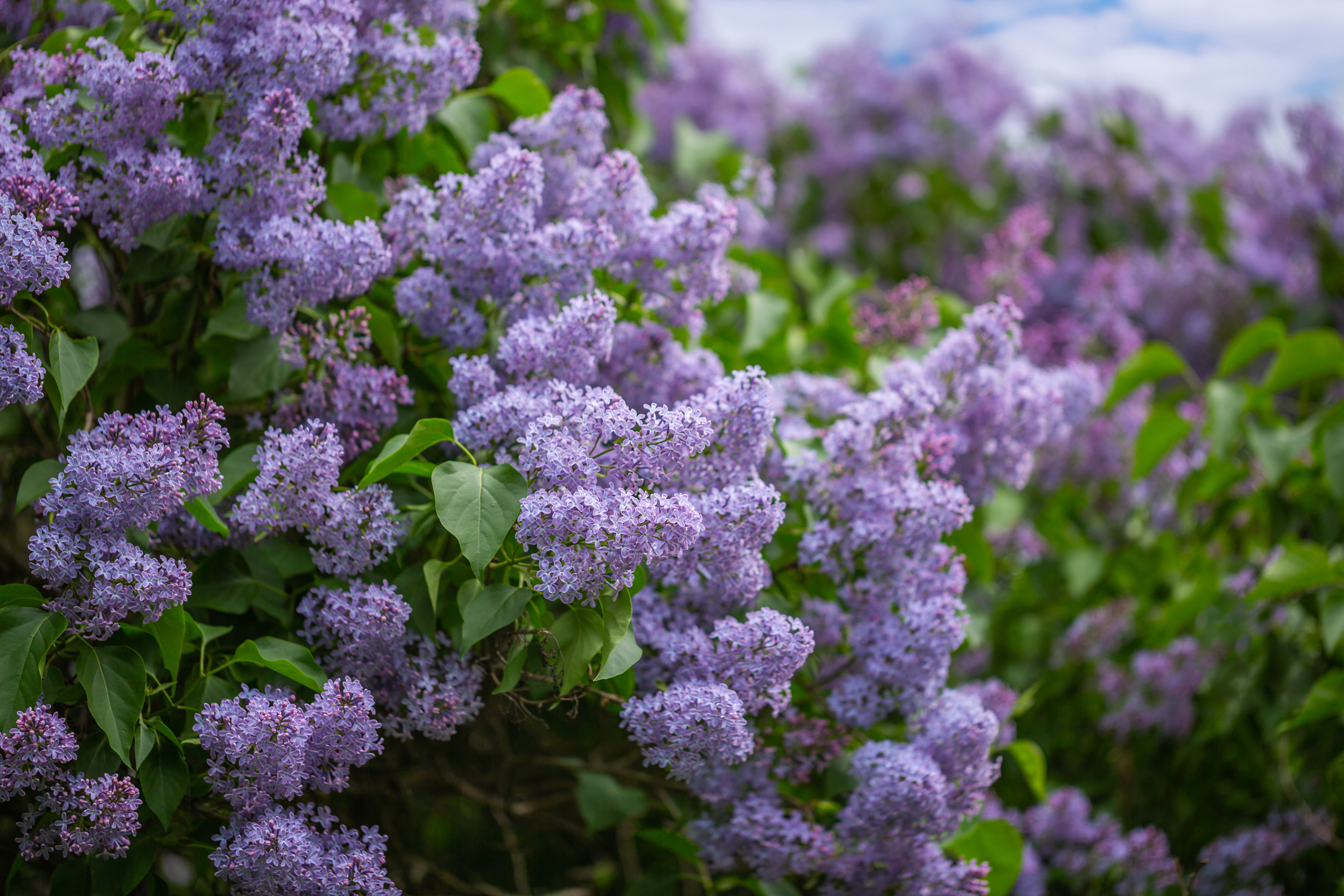 A profusion of lavender and purple blossoms on lilac bushes.