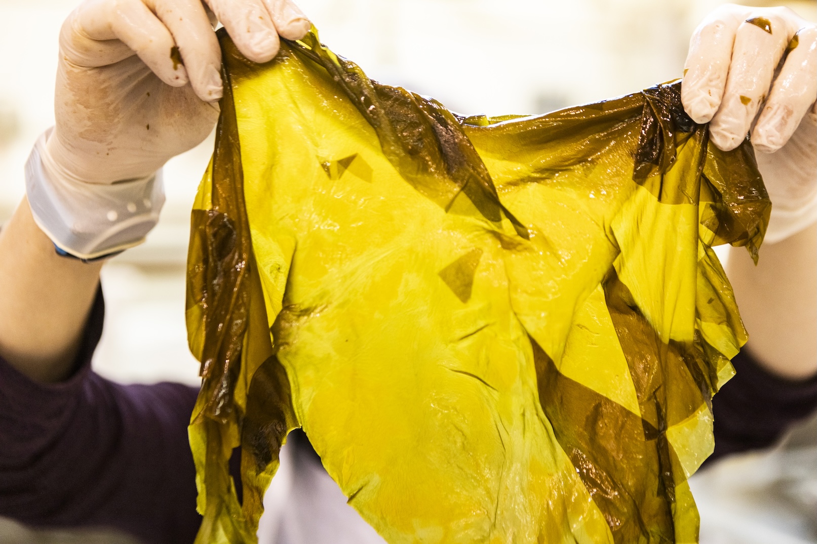 A person holds up a sheet of nearly transparent, tea-colored seaweed.