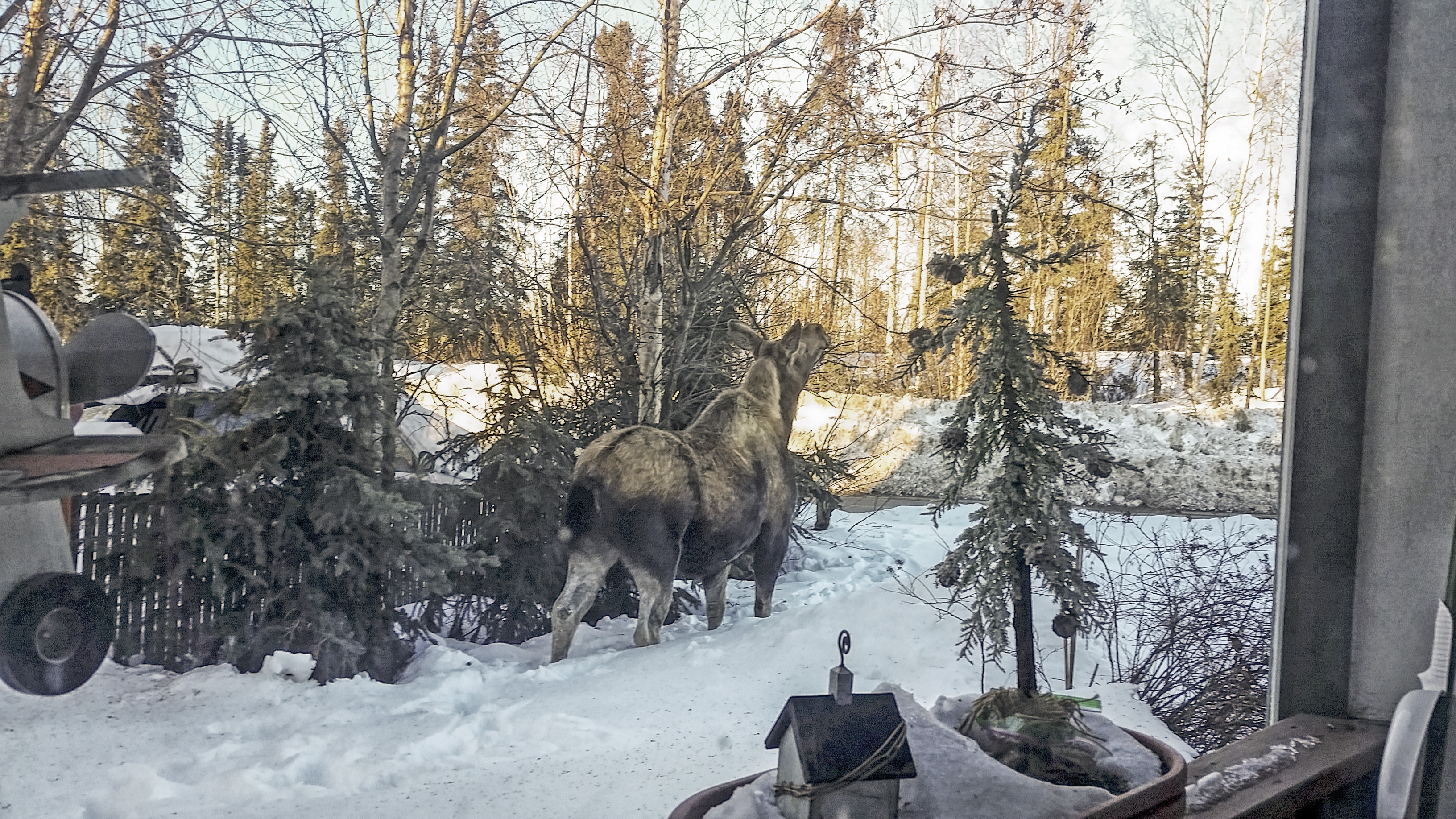 A moose browses on plants in a snow-covered yard in a city neighborhood